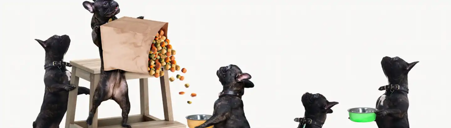 Hundefutter