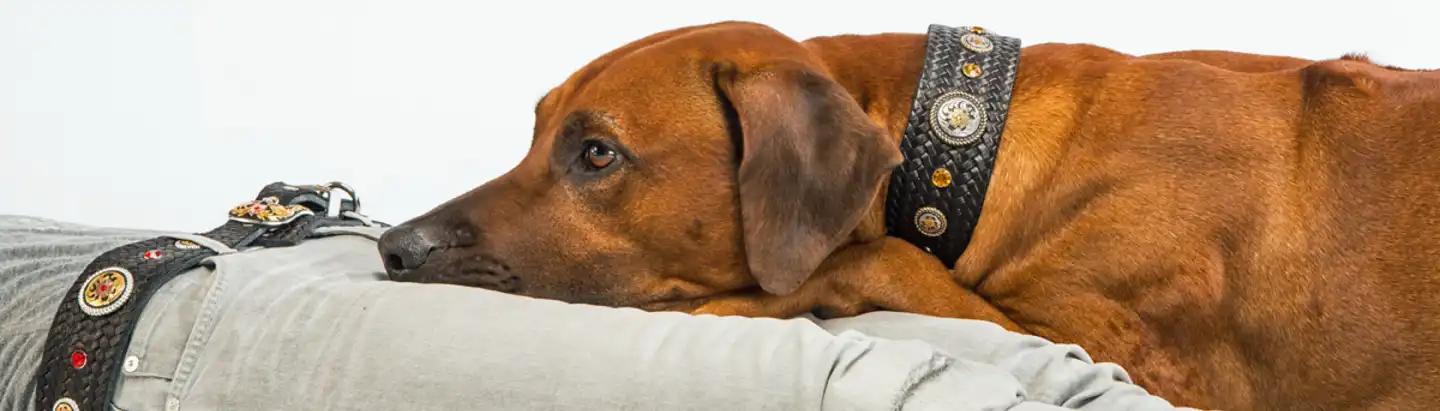 Müder Hund