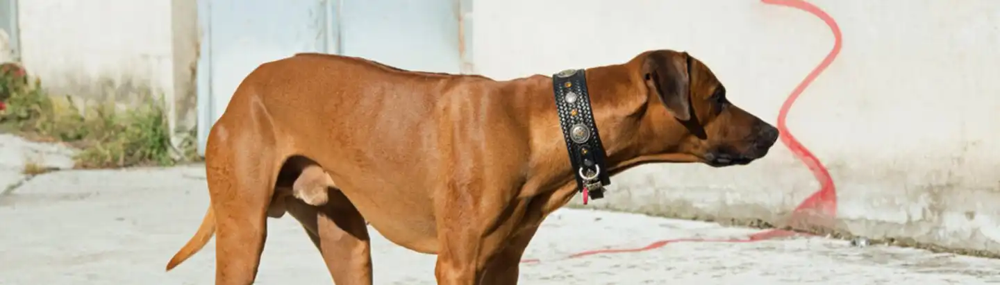 Rhodesian Ridgeback