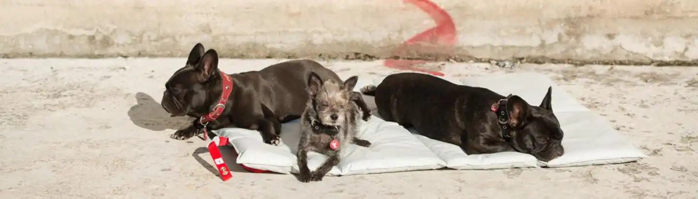 schlafende Hunde