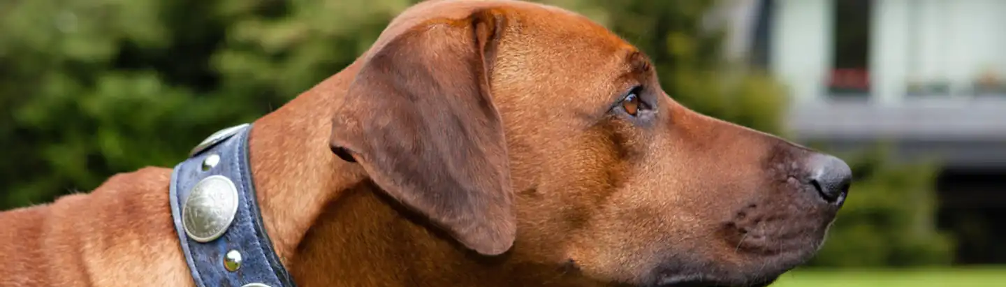 Sonstiges Hundezubehör