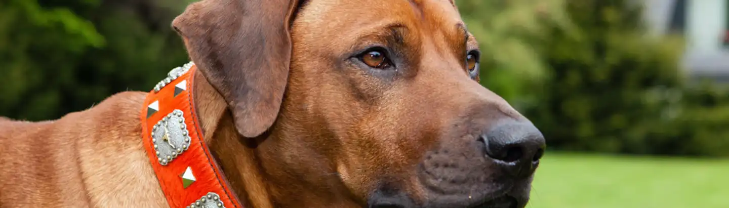 Hund guckt in die Ferne