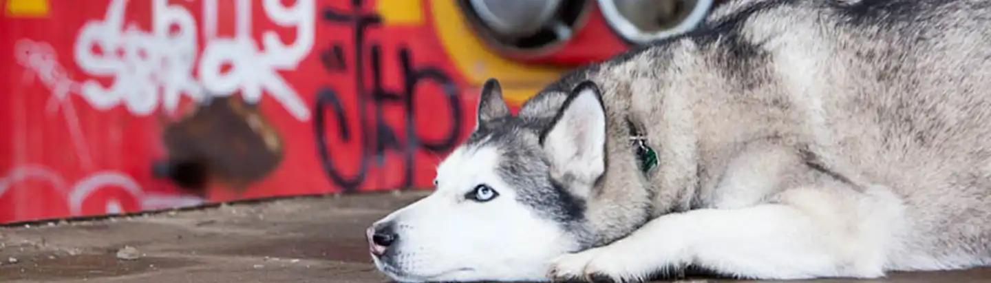 Siberian Husky
