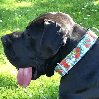 Cane Corso Italiano mit Tattoo Halsband