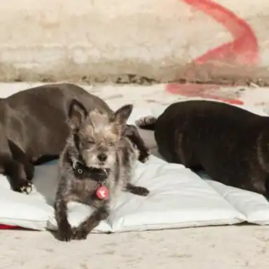 schlafende Hunde