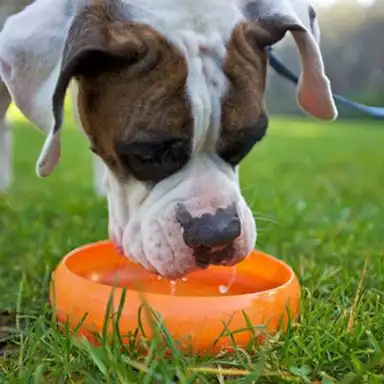 Hunde trinkt Wasser
