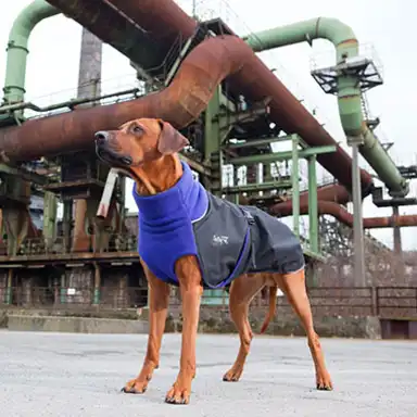 Hund trägt eine blaue Jacke