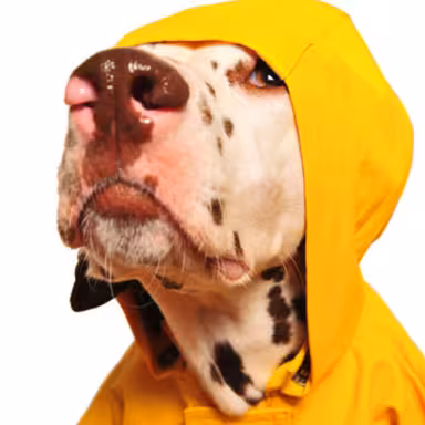 Cooler Hund mit einer Mütze