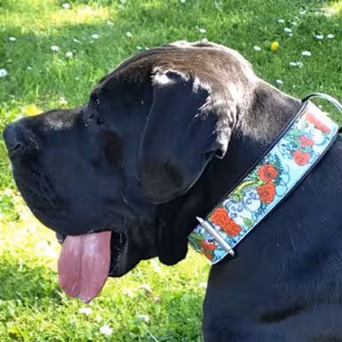 Cane Corso Italiano mit Tattoo Halsband