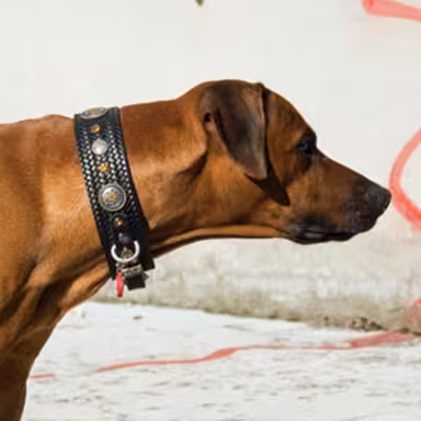 Rhodesian Ridgeback