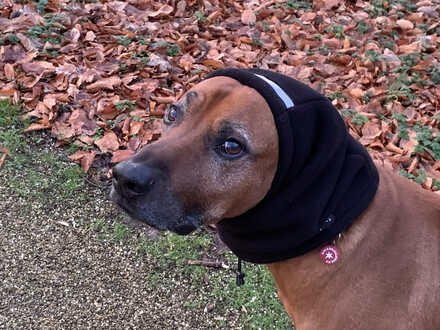 PETSAM ® - Chilly Dogs Head Muff - Ohrenschutz - schwarz