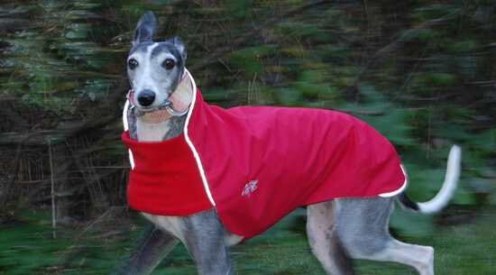 Chilly dogs rain slicker on sale