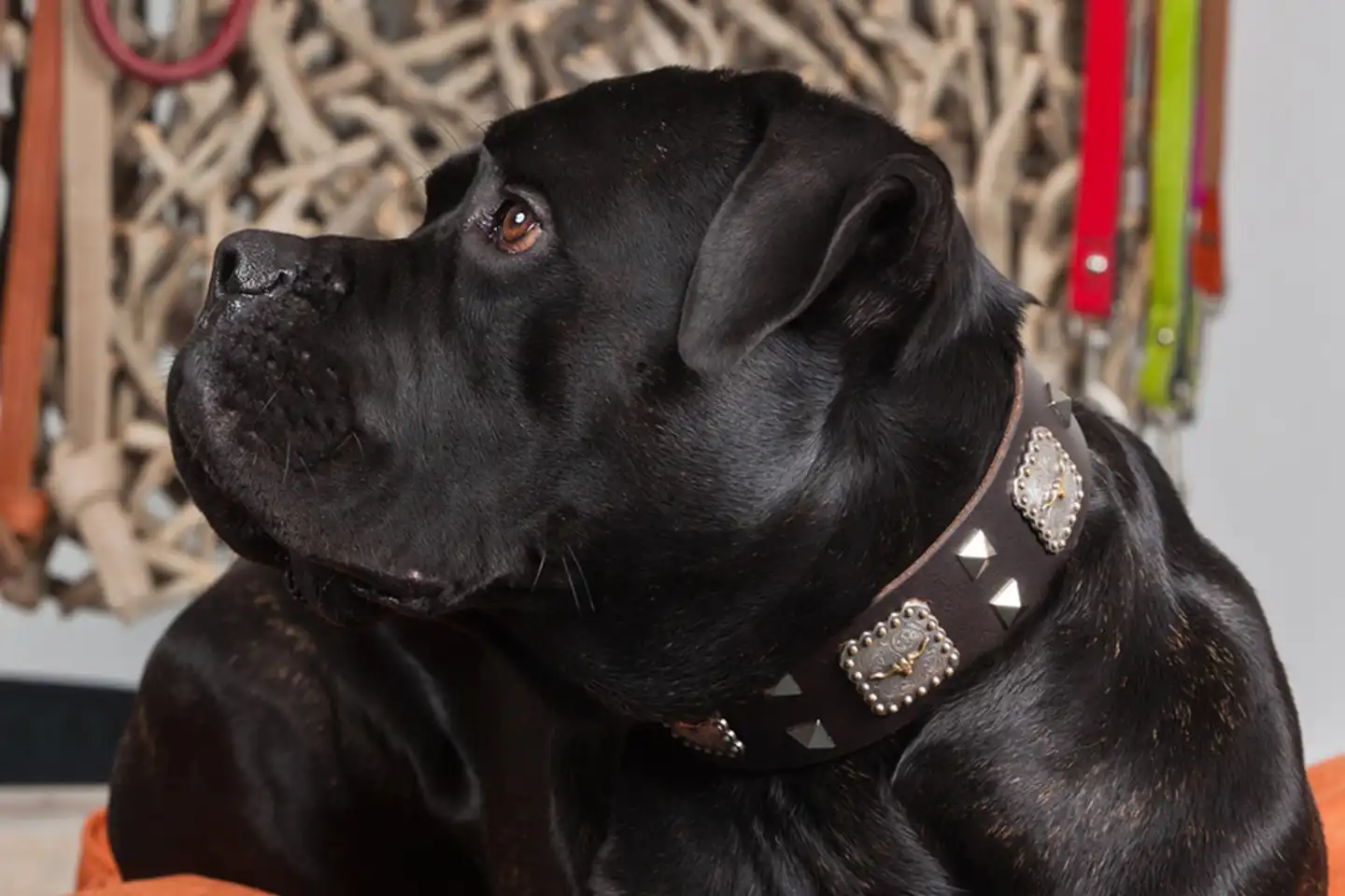 Pack ein, Chuck Norris