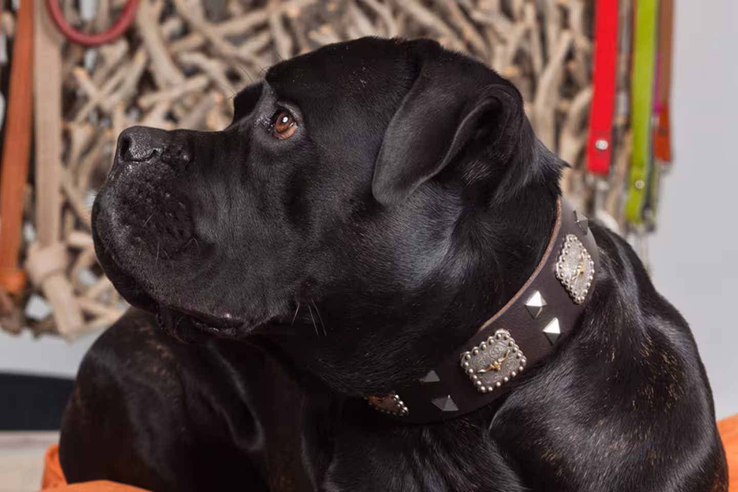 Pack ein, Chuck Norris