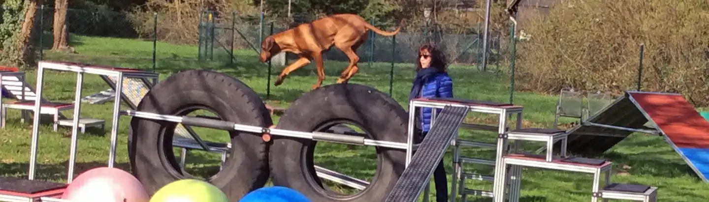 Hund hat spaß am Spielplatz
